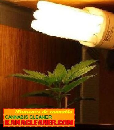 Truc Pour Planter Le Cannabis Sans Lampe Culture Cannabis Truc Pour Faire Pousser